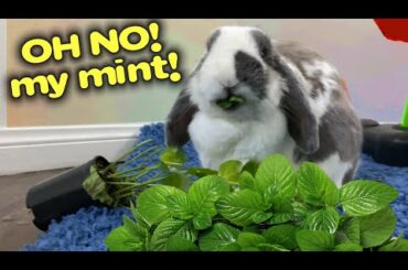 Beautiful bunny eats entire Mint Plant