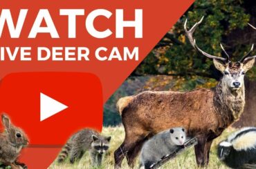 Live Deer Cam - Raccoons, Rabbits, Skunks - HD 1080P - Texas Wildlife