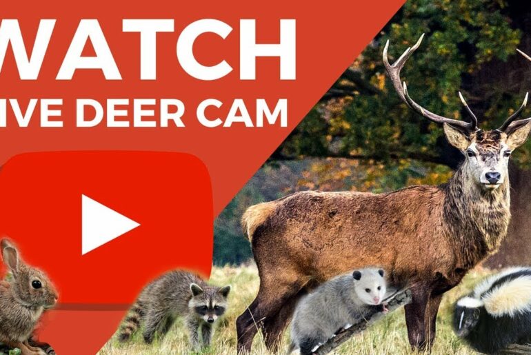 Live Deer Cam - Raccoons, Rabbits, Skunks - HD 1080P - Texas Wildlife