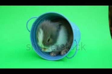 Soo cute rabbit😍🐰