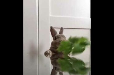 rabbits. cute creatures that you must see and enjoy.