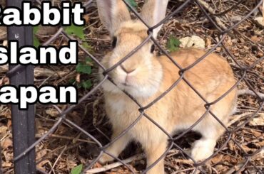 [Cutest]Rabbits on the other side of the fence | Rabbit Island in Japan（大久野島/うさぎ島）