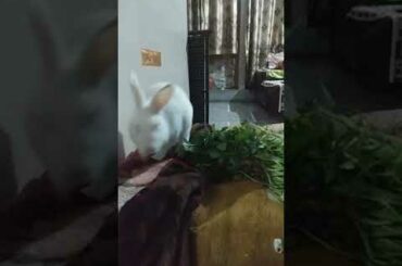 Cute rabbit eating his food