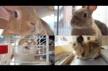 Very very cute bunny