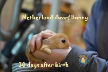 ネザーランドドワーフの赤ちゃん 生後30.31日目 Fluffy bunny baby NetherlandDwarf