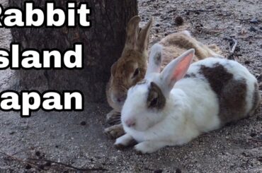 [Cutest]Rabbits Snuggle and Sleep | Rabbit Island in Japan（大久野島/うさぎ島）