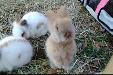 How I Sold My First Litter of Bunnies | Nearly Free Hutch Build
