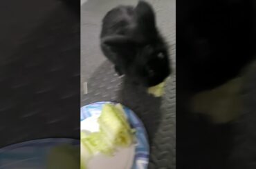 Bunny eats greens so cute