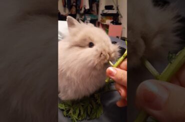 Baby lion head bunny eating