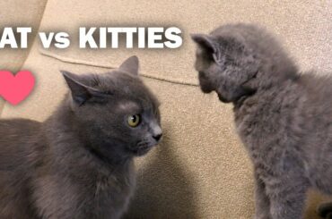 KITTY COCO vs HER MOM | Soo Cute | British Shorthair CATS
