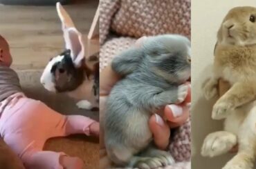 Bunny Funny Rabbit Video Complition | Hunny Bunny | Funny Baby Rabbit Video Big Angora Rabbit