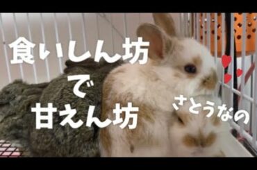 🐰食いしん坊で甘えん坊なあざというさぎを紹介します〜さとう〜