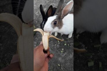 Rabbit sisters are eating banana
