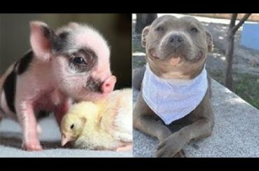 Cute baby animals Videos Compilation cute moment of the animals   Soo Cute! #31