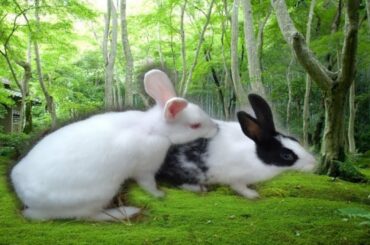 Rabbit-A Funny And Cute Bunny Videos Compilation || Enjoy