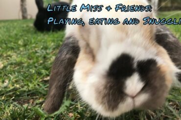 Little Miss & Friends: Rabbits eating grass in the yard