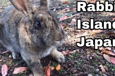 [Cutest]Hare eating carrot | Rabbit Island in Japan（大久野島/うさぎ島）