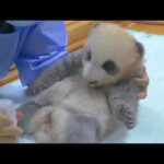 panda-tv How to wake up a baby panda