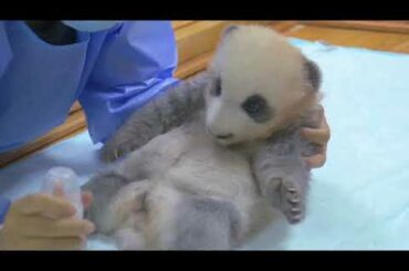 panda-tv How to wake up a baby panda