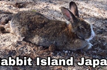 [Cutest]Rabbit paradise in the afternoon | Rabbit Island in Japan（大久野島/うさぎ島）