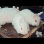 Giant Angora Rabbit Bunnies White