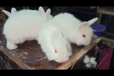 Giant Angora Rabbit Bunnies White