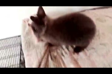 lionhead Double Mane Rabbit Bunny