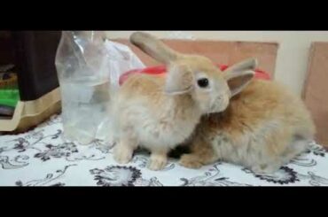 Lion Lop rabbit