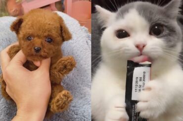 ❤️ Cute baby animals Videos Compilation #1- Dear Pets❤️