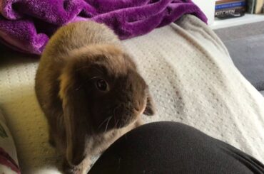 Smudge Mini Lop Rabbit Bunny hello sofa cute pet