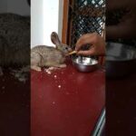 Rabbit  eats biscuits, cute rabbit baby