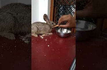 Rabbit  eats biscuits, cute rabbit baby