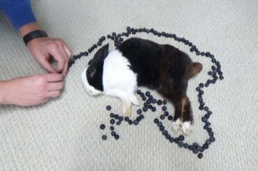 Waking A Sleeping Rabbit By Surrounding Him With Blueberries