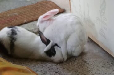 Pet Rabbit. Cute Rabbit.