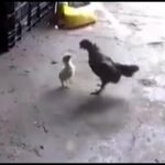 Baby Chick fights and defeats Rooster