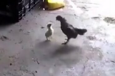 Baby Chick fights and defeats Rooster