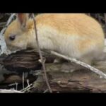 Autumn Sweet Bright Brown Baby Bunny Rabbit at Jericho Beach 2018