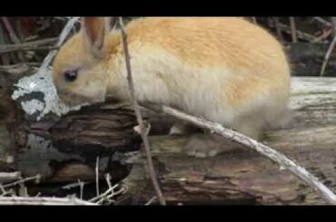 Autumn Sweet Bright Brown Baby Bunny Rabbit at Jericho Beach 2018
