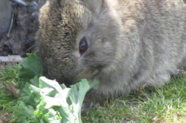 Sweet Baby Bunny Rabbit Eating Kale Veggies at Jericho Beach 2019
