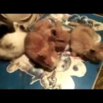 Teddy Bear Dwarf Rabbit Babies