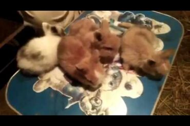 Teddy Bear Dwarf Rabbit Babies