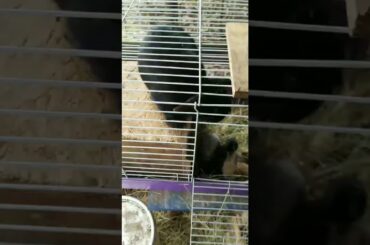 Baby rabbits🐇🐰🐇🐰