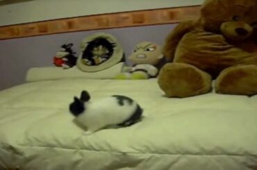 Cute bunny: Jumping on my bed ^^