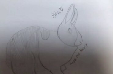 My rabbit, Blue!🐇🐰🐇🐰