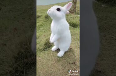 Very cute rabbit😍😍😍😍😍😍😍😍