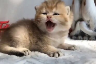 Cute baby animals Videos Compilation cute moment of the animals   Soo Cute!