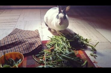 Rabbit eating grass 💜💜