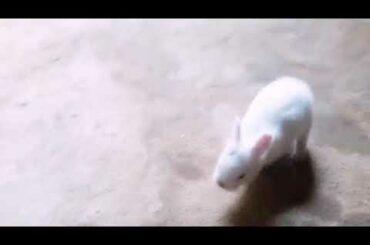Baby rabbit🐇🐇