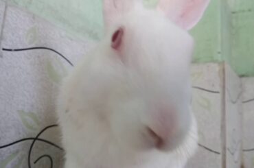 #mickey #cute_nose😊❤️ #bunny