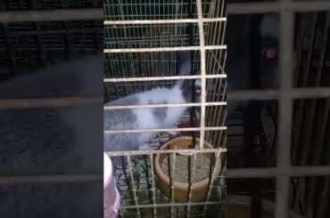 My rabbits is cute 🐇❤